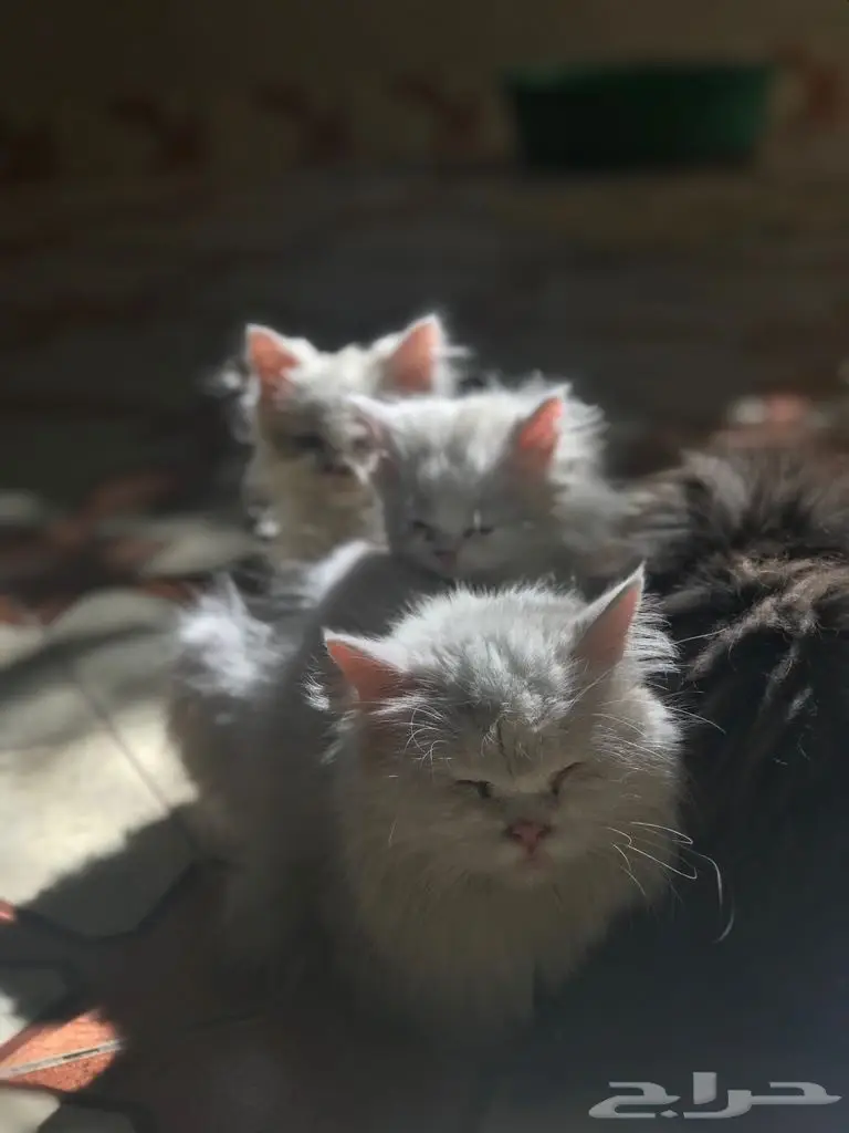 كتن للبيع  (image 8)