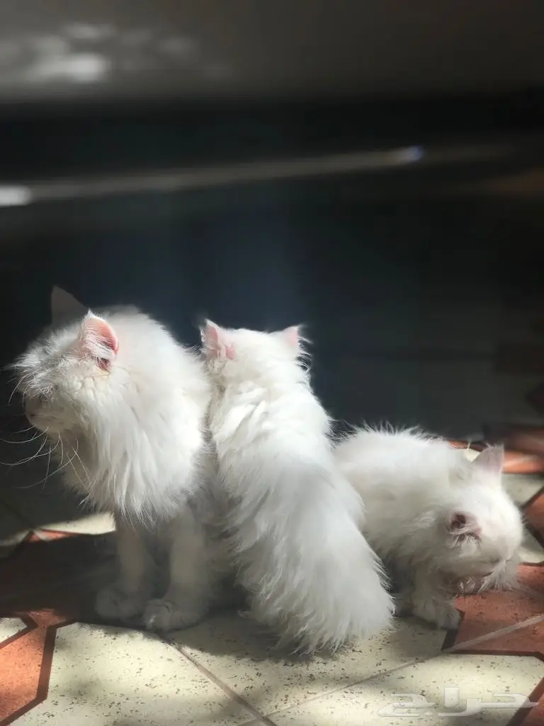 كتن للبيع  (image 9)