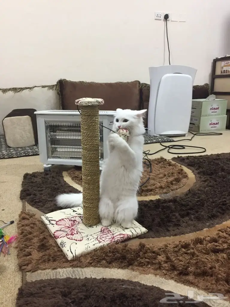 قط ابيض عيون ملونه وليف و مرح (image 1)