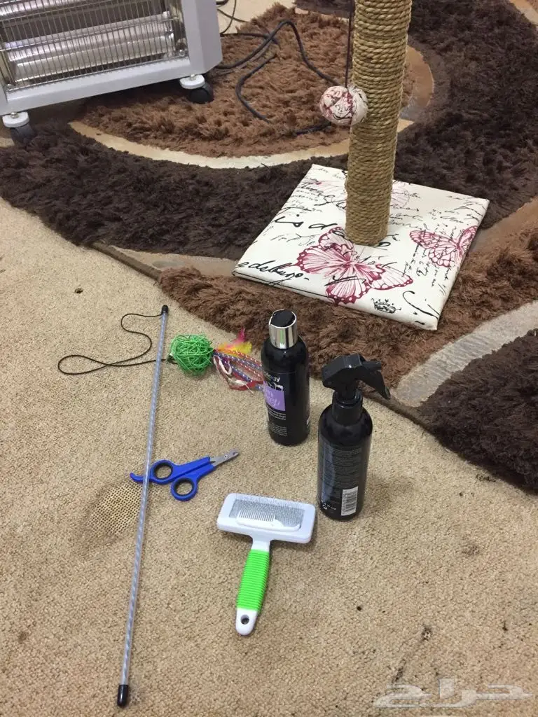 قط ابيض عيون ملونه وليف و مرح (image 2)