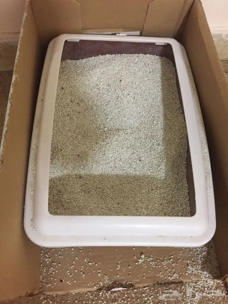 قط ابيض عيون ملونه وليف و مرح (image 4)