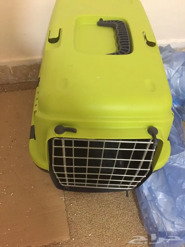 قط ابيض عيون ملونه وليف و مرح (image 5)