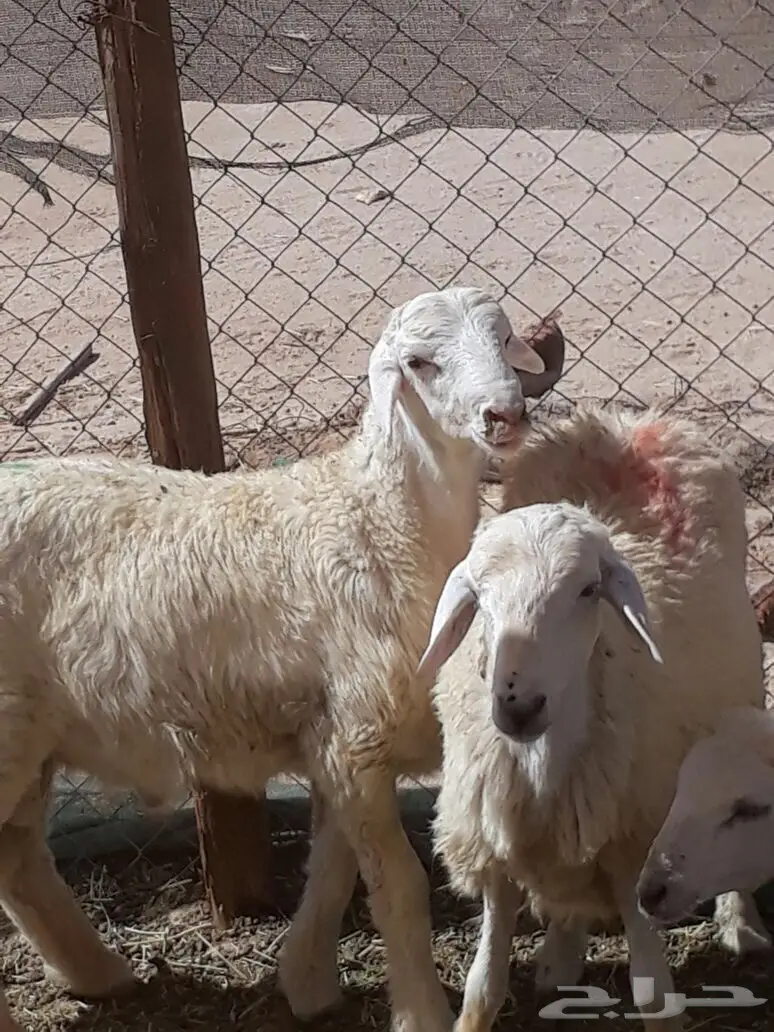 طليان حريه مع الذبح والتوصيل