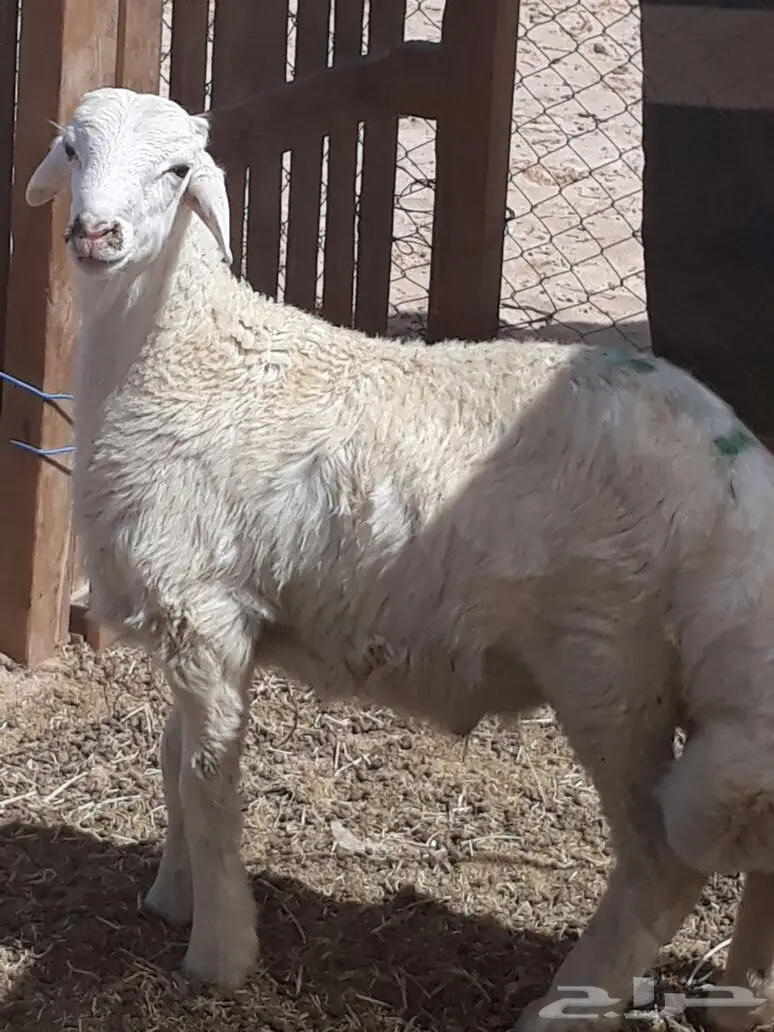 طليان حريه مع الذبح والتوصيل (image 1)