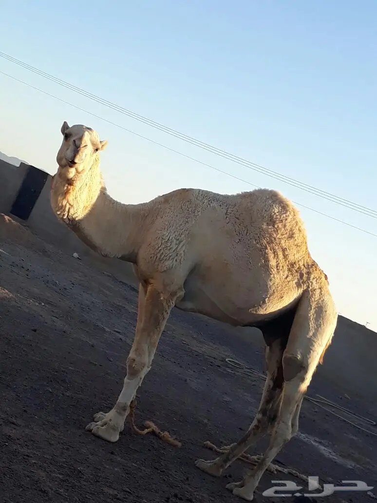 جمل اوضح طيب 