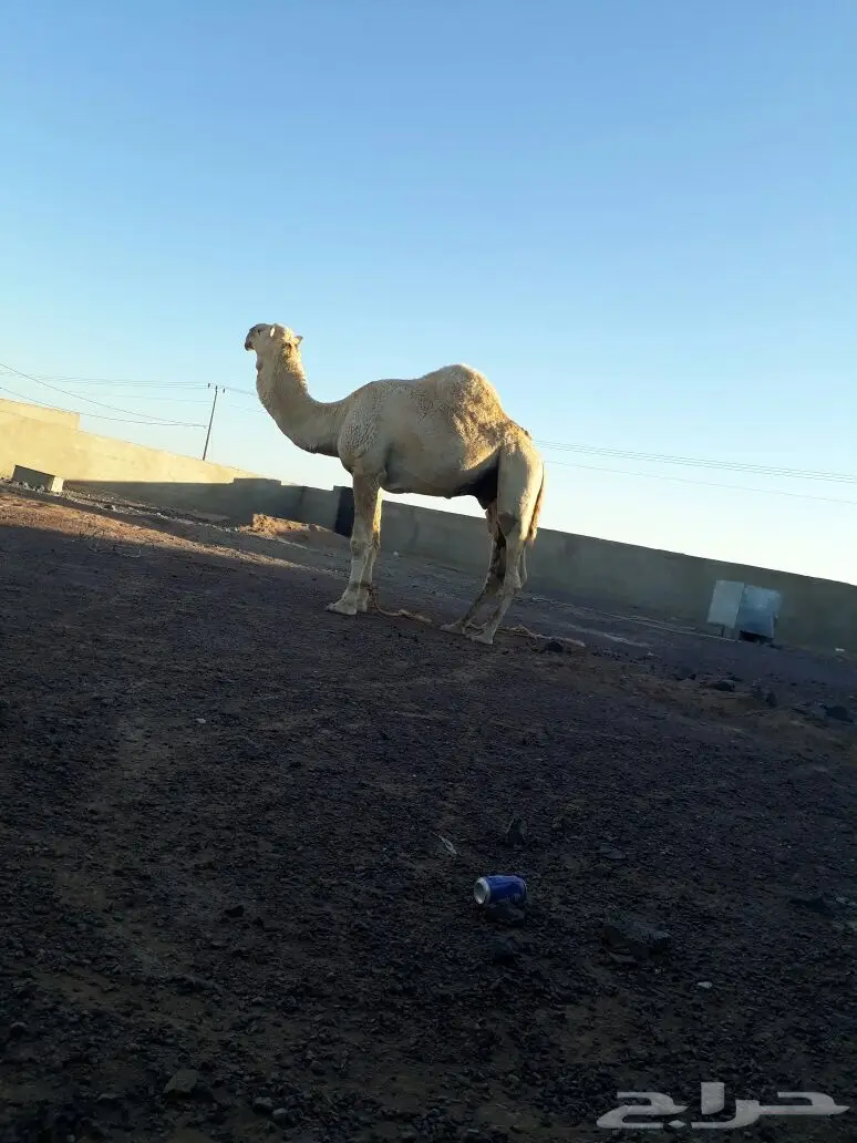 جمل اوضح طيب  (image 1)