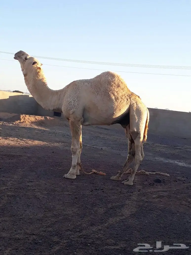 جمل اوضح طيب  (image 2)