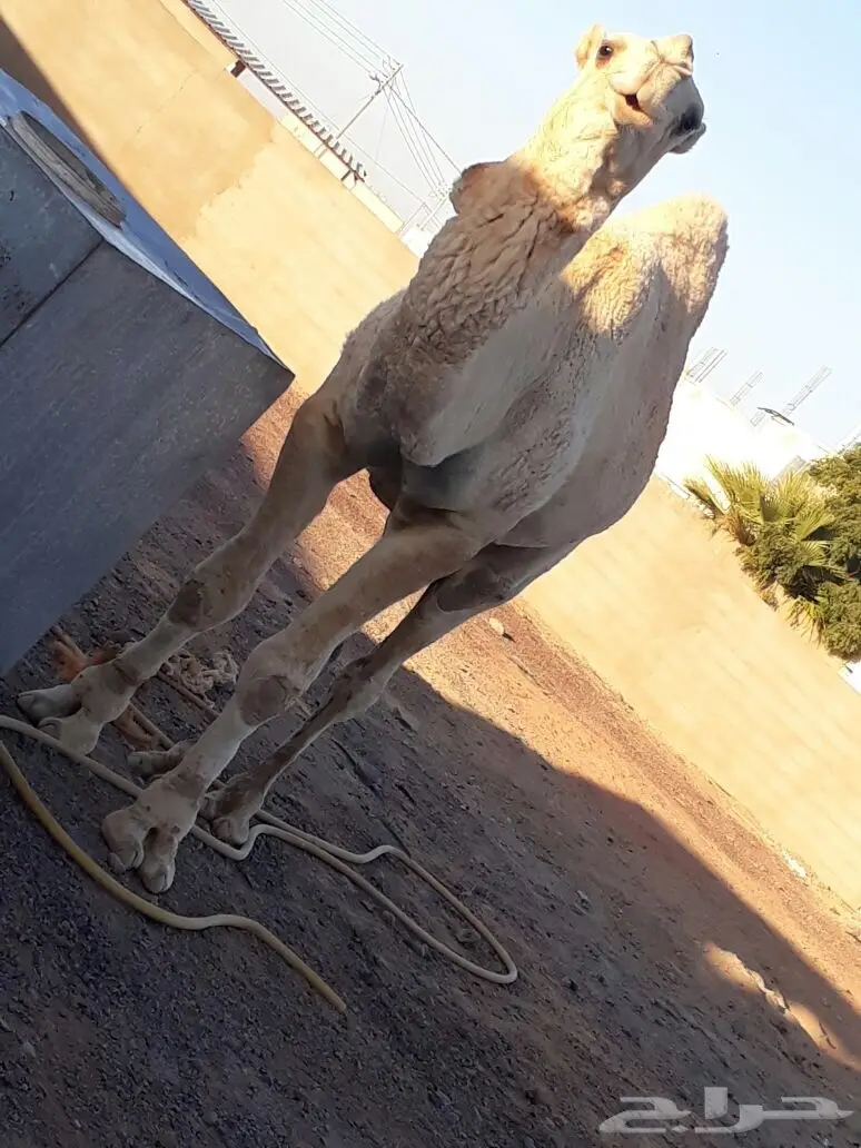 جمل اوضح طيب  (image 3)