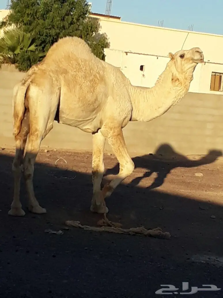 جمل اوضح طيب  (image 4)