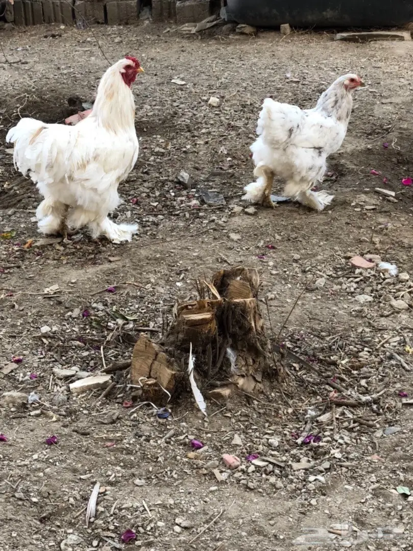 ديك ودجاجه براهما