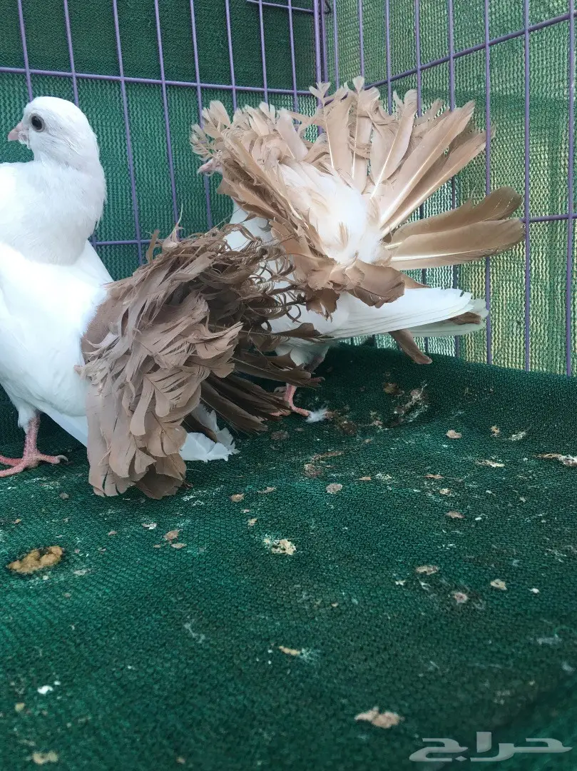 طبه رقاص مذيله اصفر (image 6)