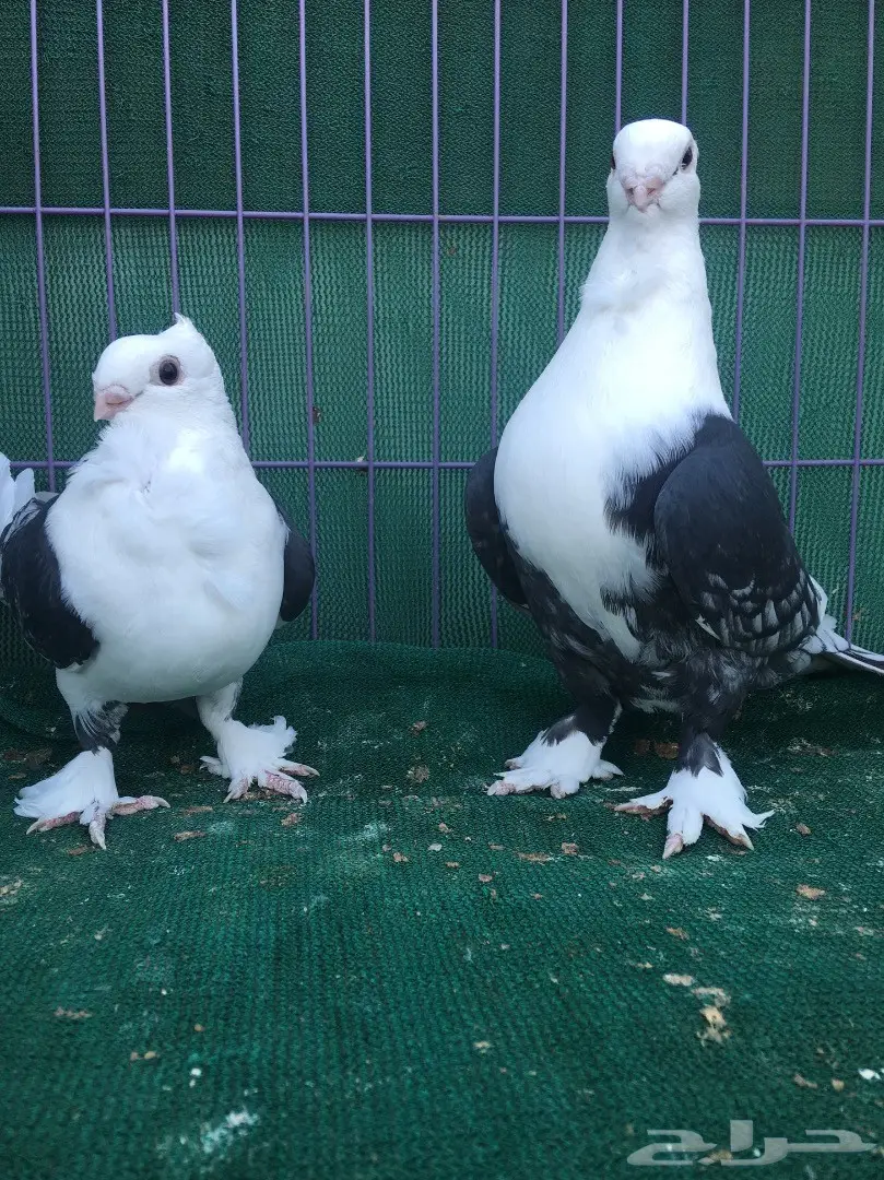 جوز حب رمان مكتف اسود (image 1)