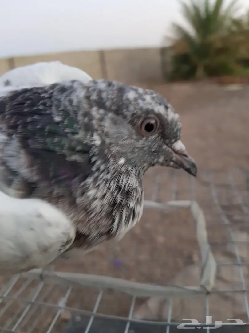 حمام باكستاني للبيع او البدل