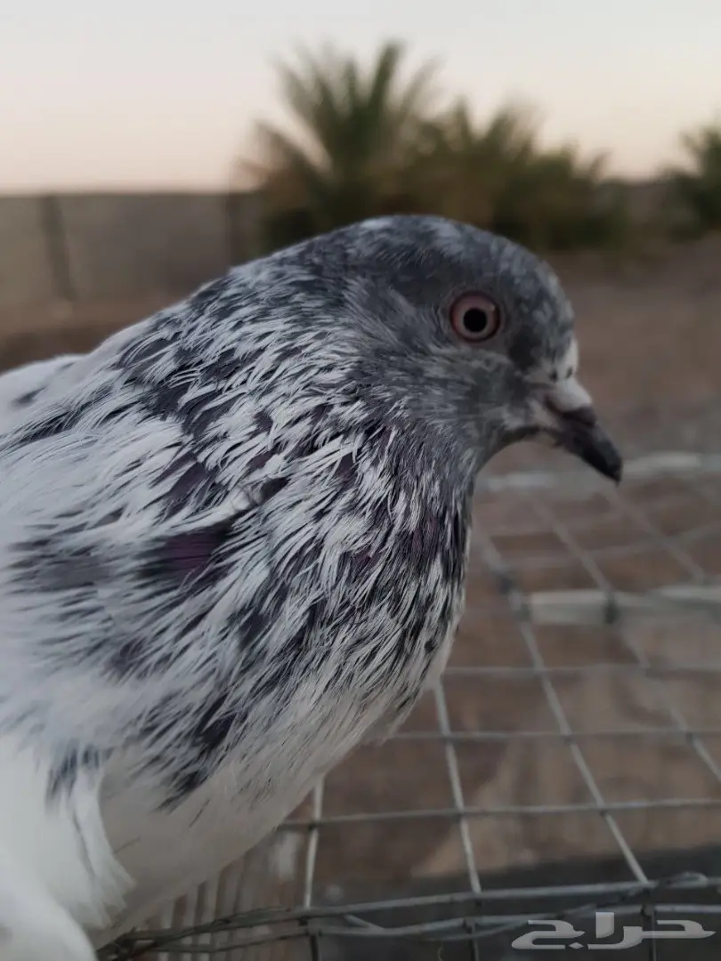 حمام باكستاني للبيع او البدل (image 1)