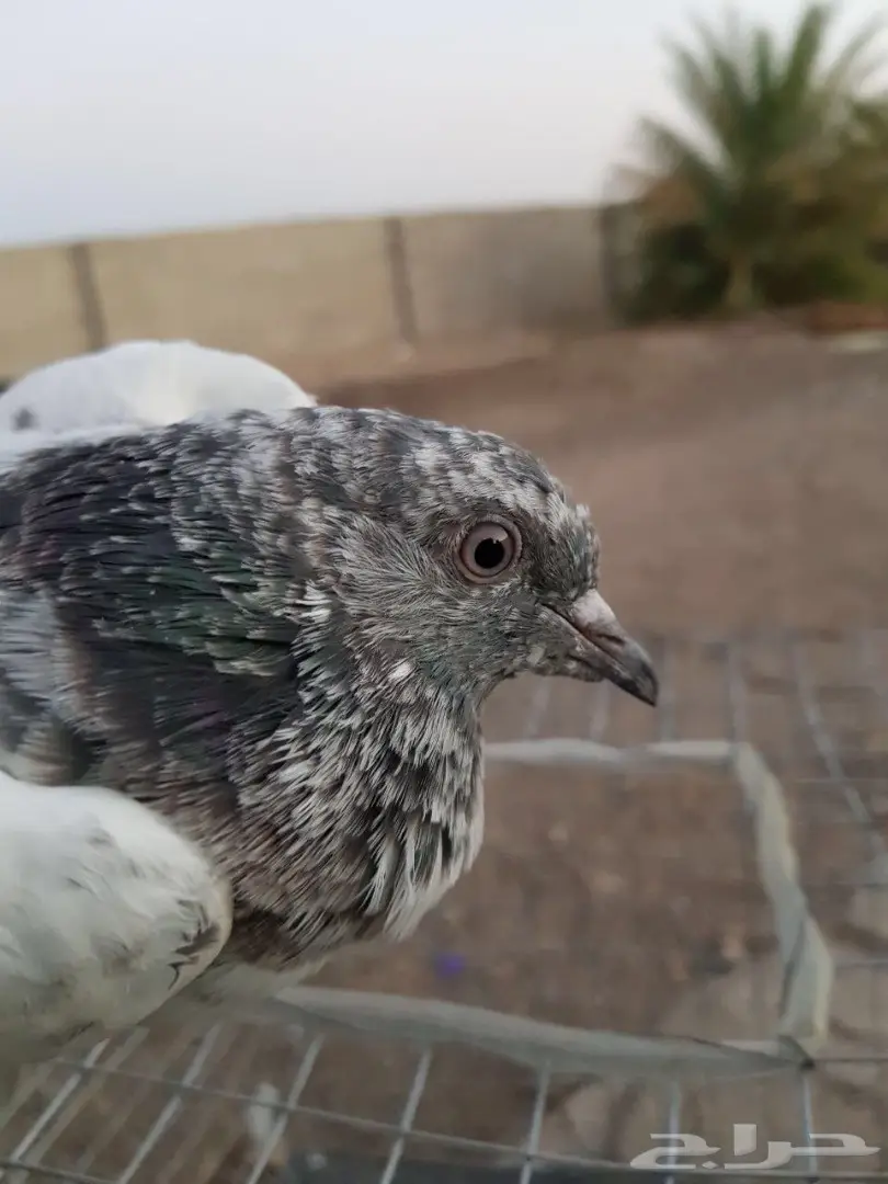 حمام باكستاني للبيع او البدل (image 2)