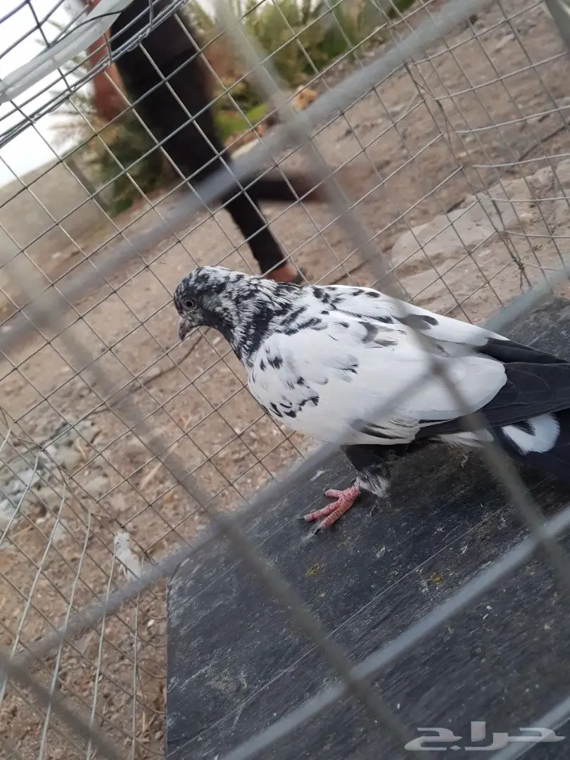 حمام باكستاني للبيع او البدل (image 3)