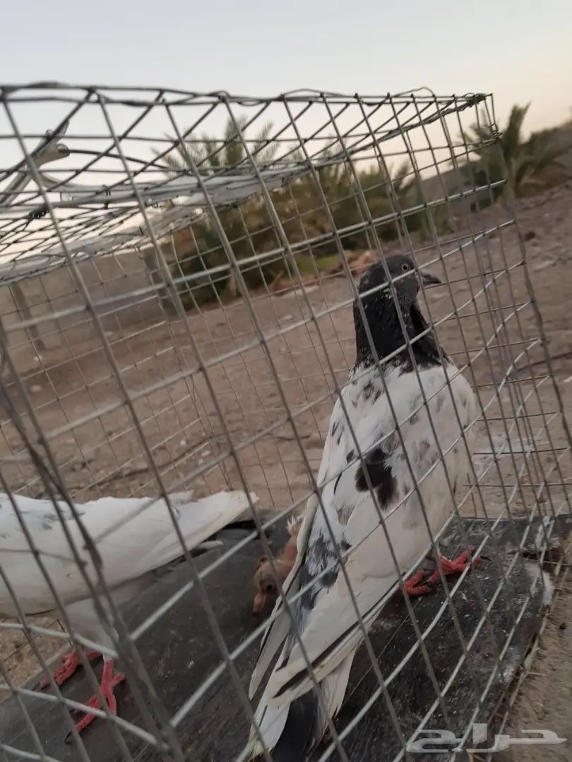 حمام باكستاني للبيع او البدل (image 4)