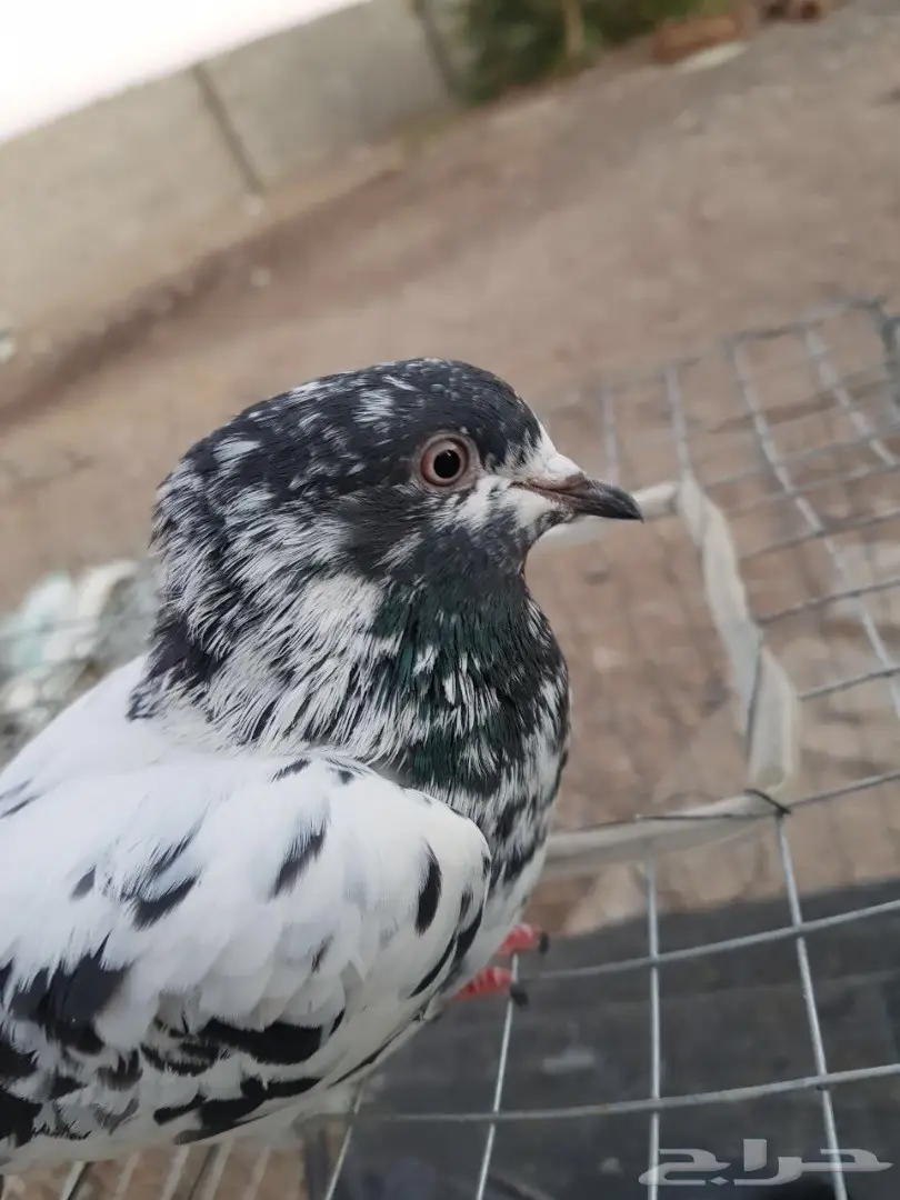 حمام باكستاني للبيع او البدل (image 5)