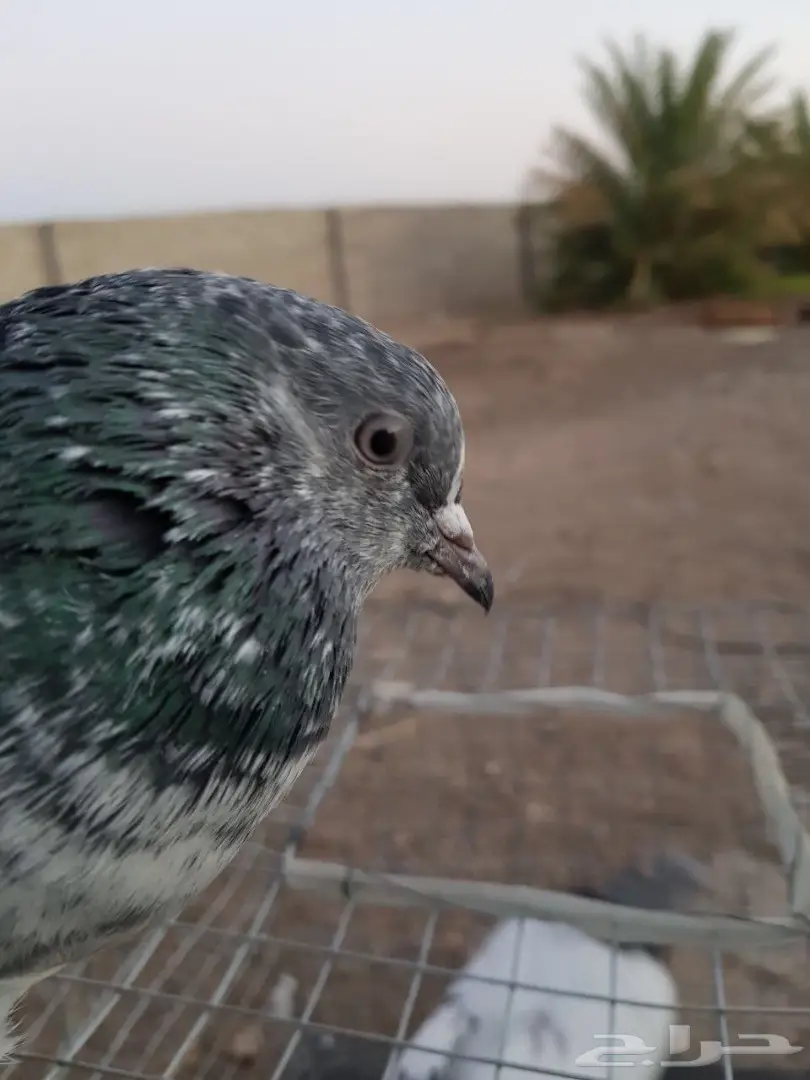 حمام باكستاني للبيع او البدل (image 6)