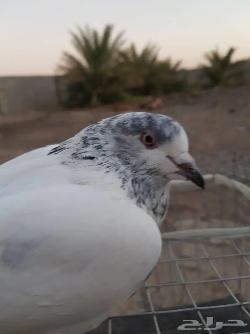 حمام باكستاني للبيع او البدل (image 7)