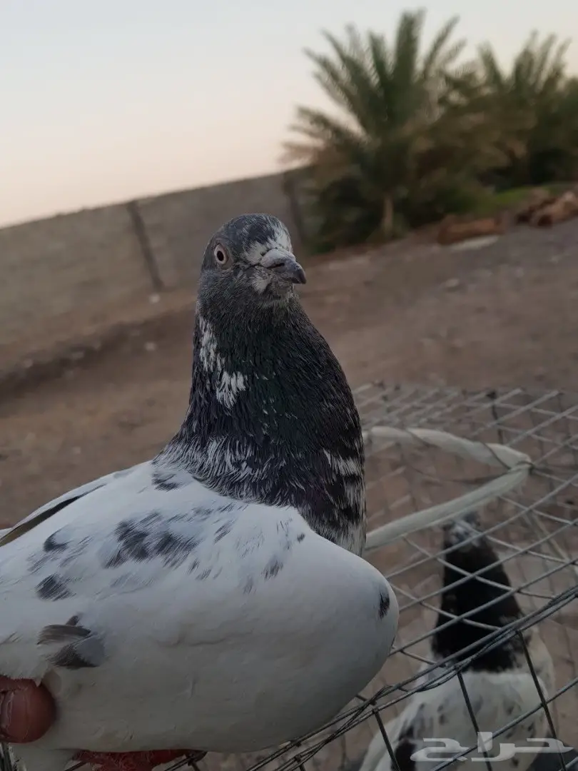 حمام باكستاني للبيع او البدل (image 8)