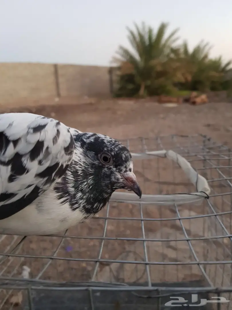 حمام باكستاني للبيع او البدل (image 9)