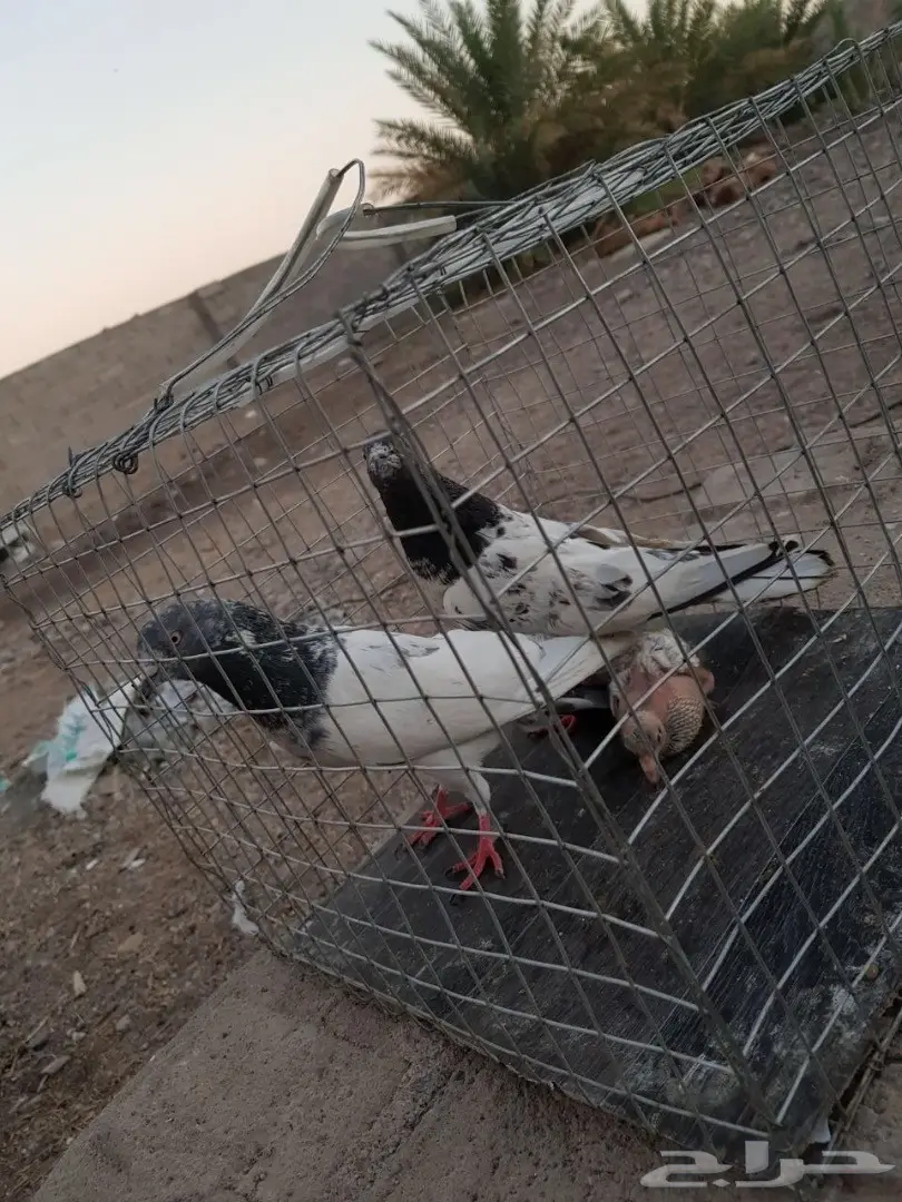 حمام باكستاني للبيع او البدل (image 11)