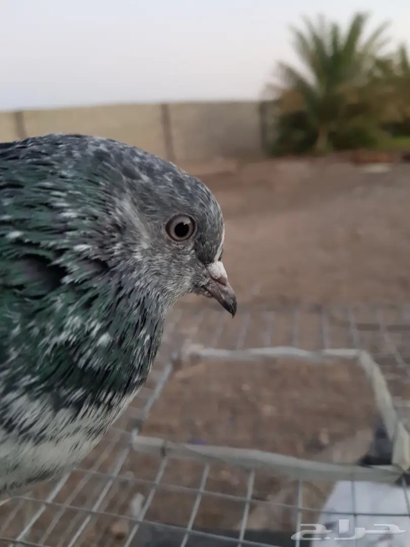 حمام باكستاني للبيع او البدل (image 12)