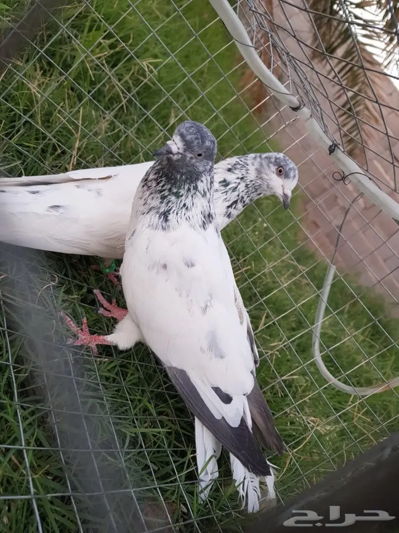 حمام باكستاني للبيع او البدل (image 14)
