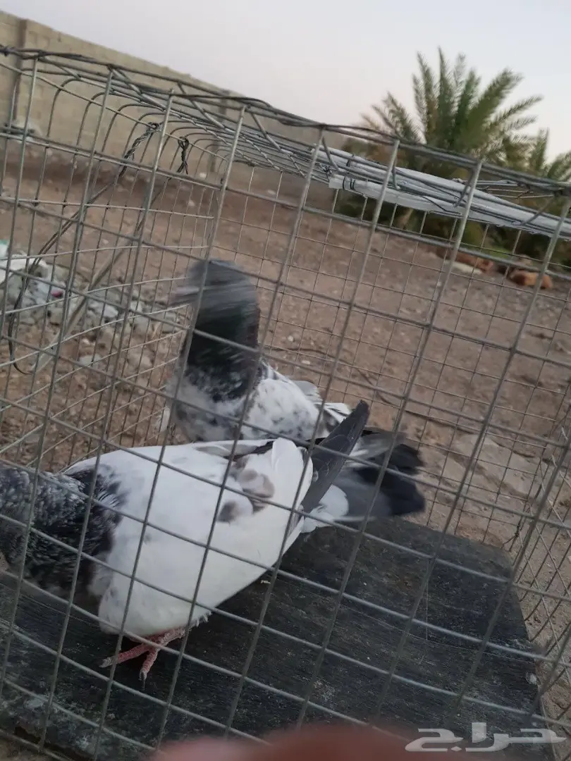 حمام باكستاني للبيع او البدل (image 16)