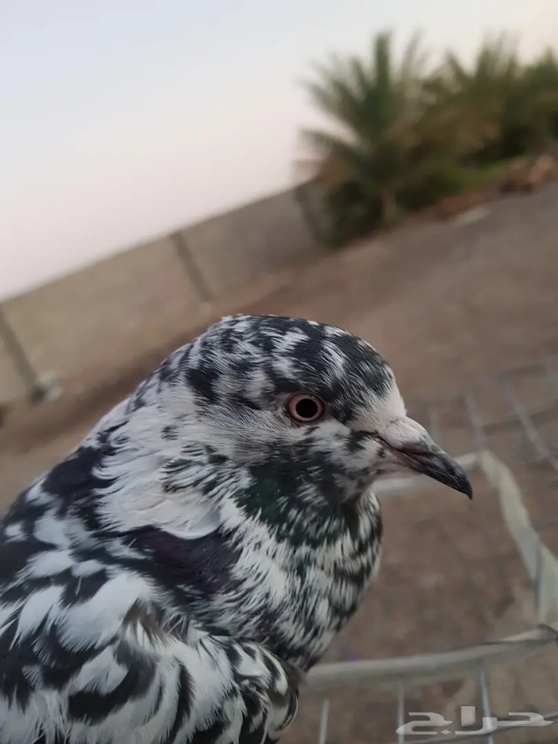 حمام باكستاني للبيع او البدل (image 18)