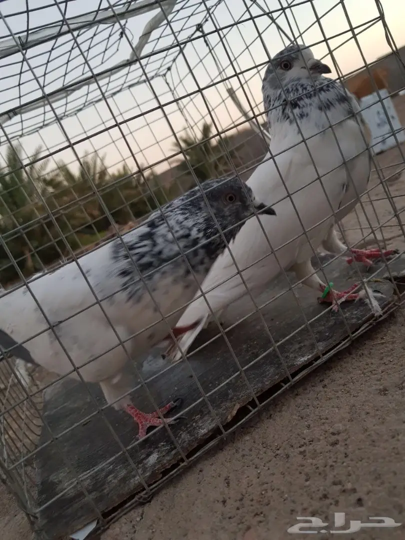 حمام باكستاني للبيع او البدل (image 21)