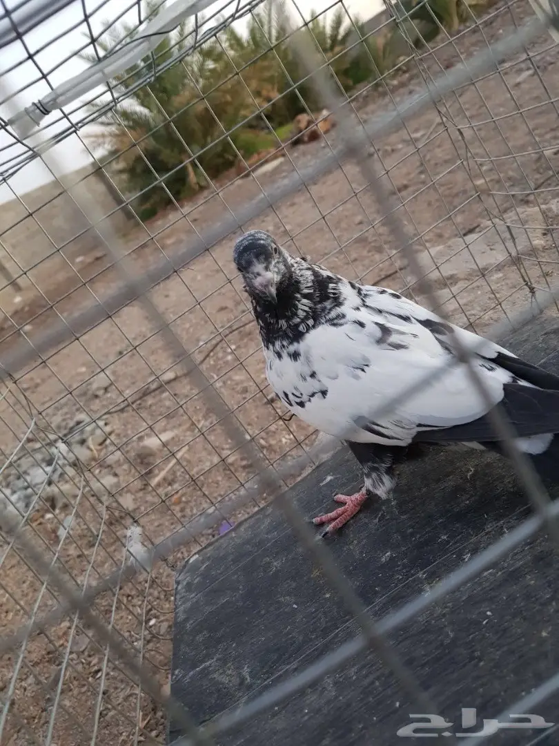 حمام باكستاني للبيع او البدل (image 22)