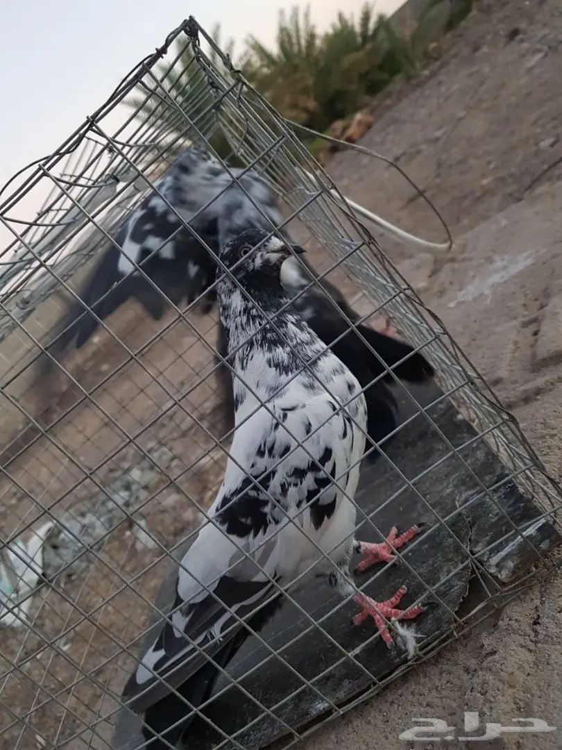 حمام باكستاني للبيع او البدل (image 24)