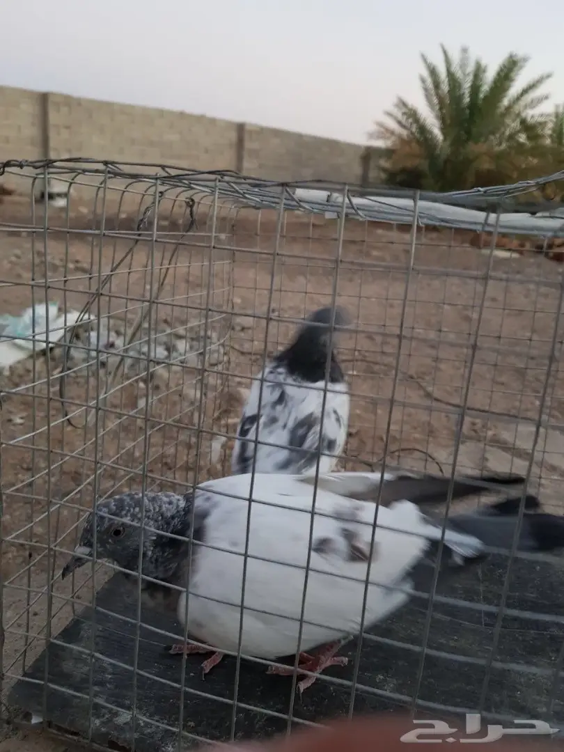 حمام باكستاني للبيع او البدل (image 25)