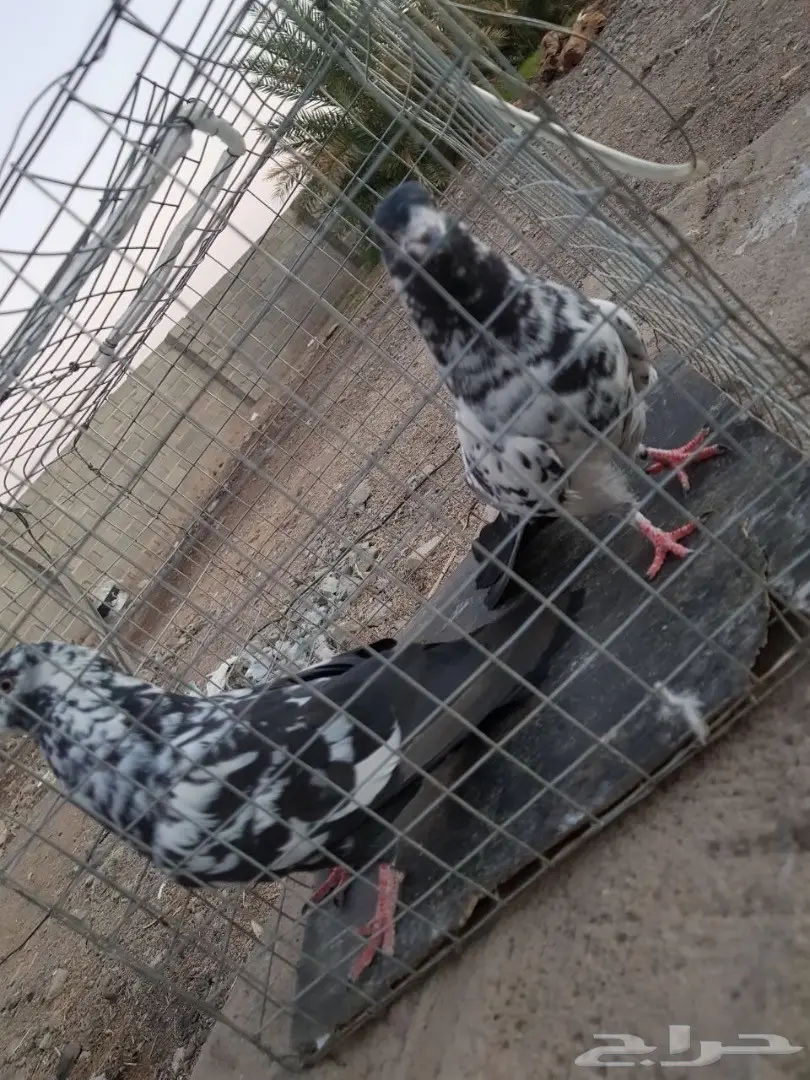 حمام باكستاني للبيع او البدل (image 26)