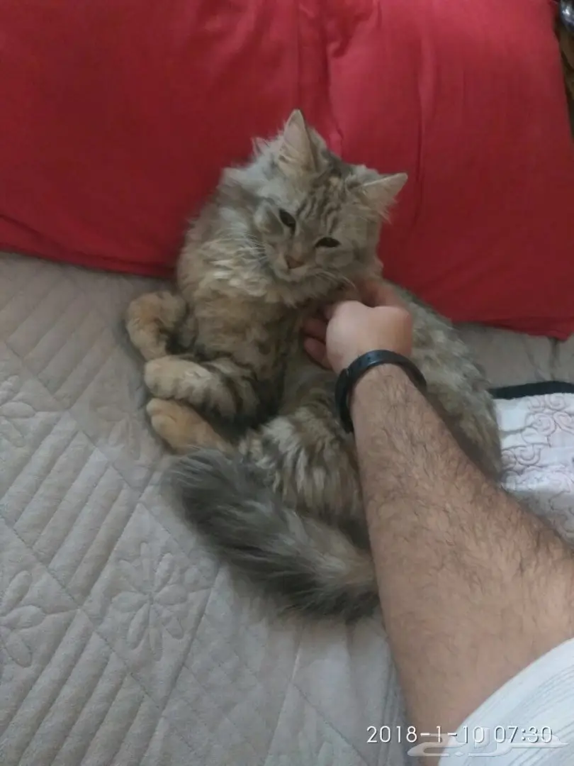 قطه شيرازي للتبني