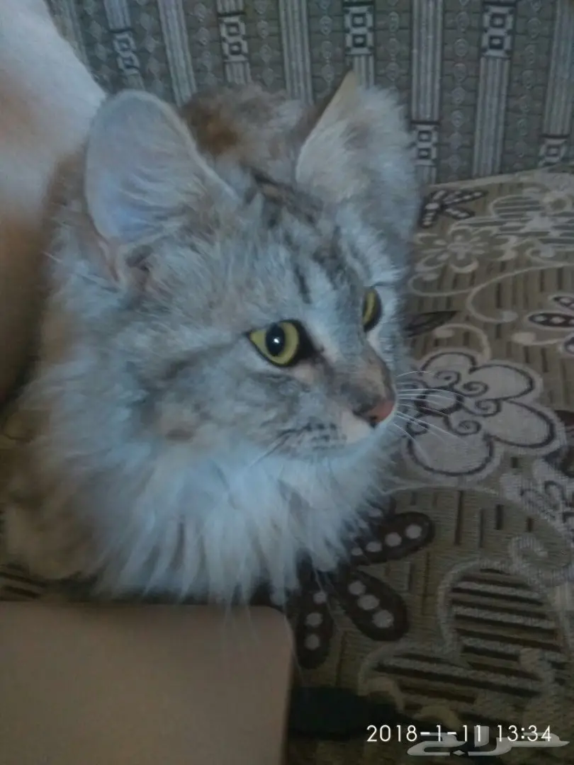 قطه شيرازي للتبني (image 1)