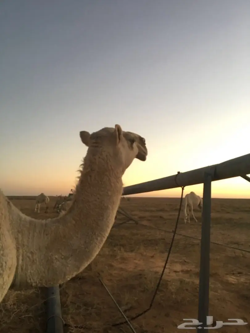 بكره وضحا للبيع  (image 1)