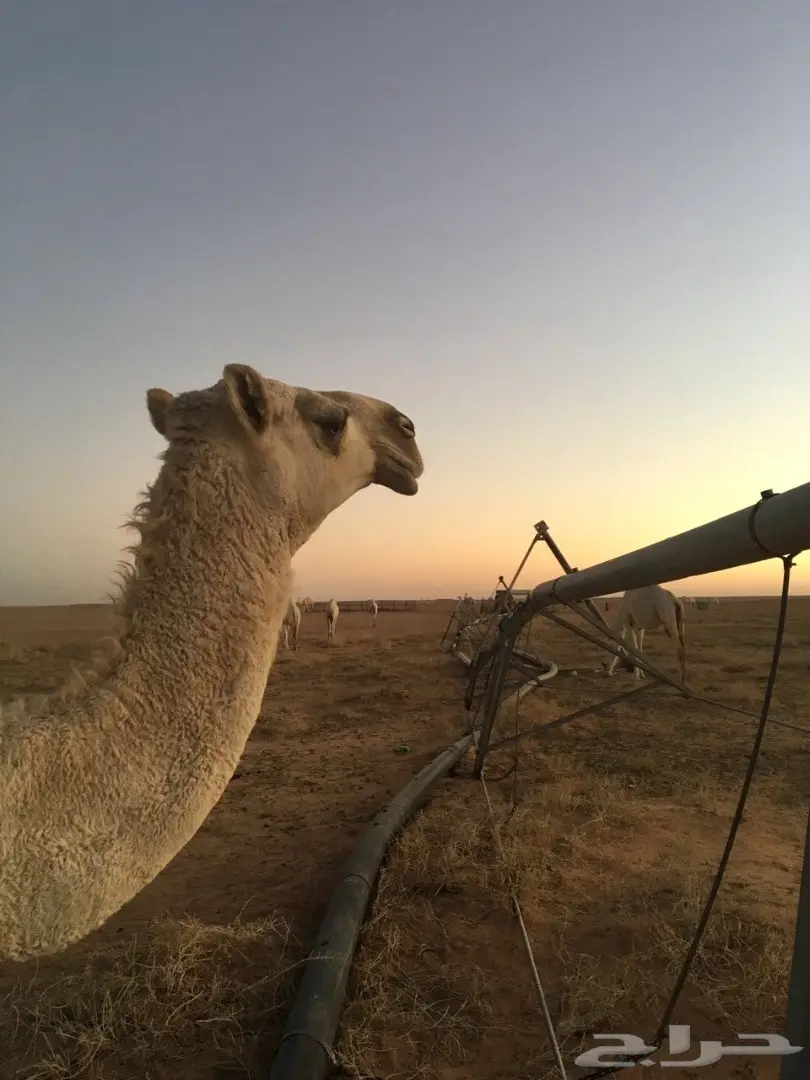 بكره وضحا للبيع  (image 5)