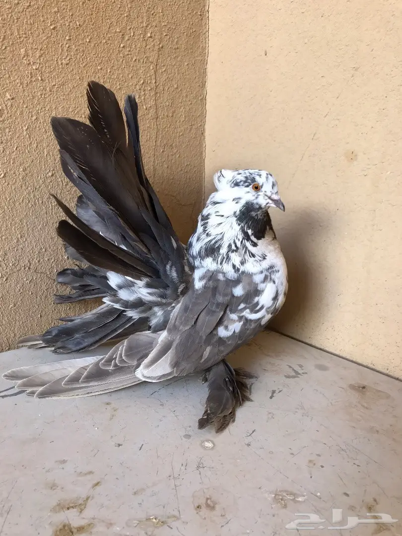 جوز رقاص امريكي  (image 1)