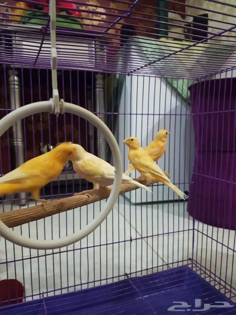  كناري للبيع  (image 1)