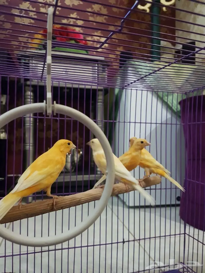  كناري للبيع  (image 2)
