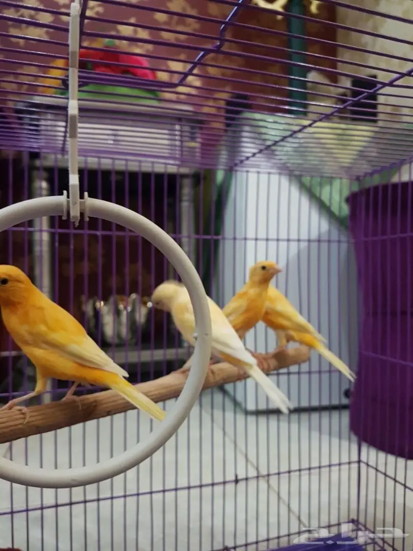  كناري للبيع  (image 3)