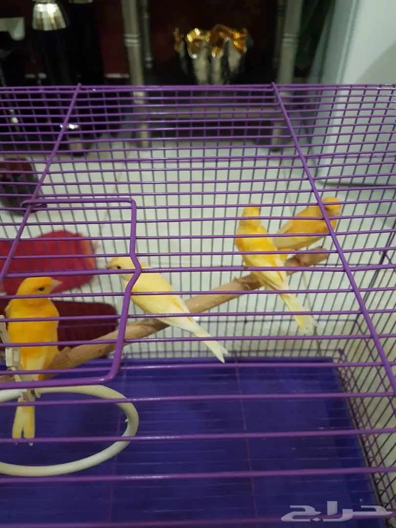  كناري للبيع  (image 4)