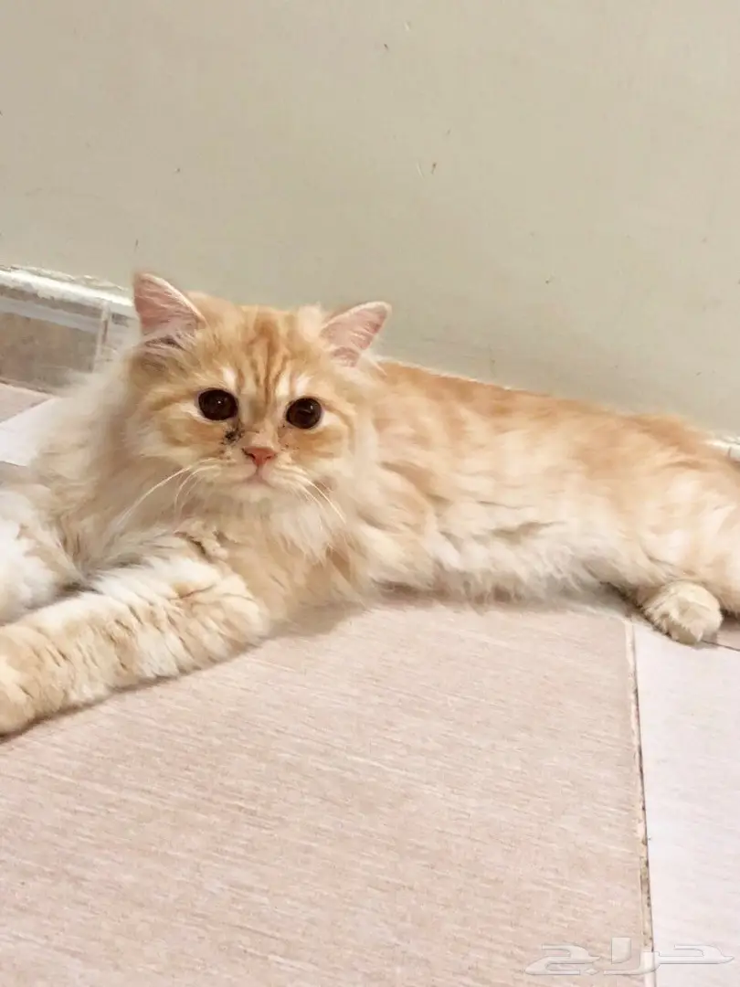 قط ذكر جميل للتبني