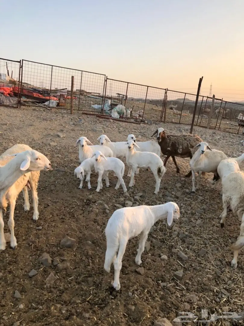 ضان مراح واحد صنف