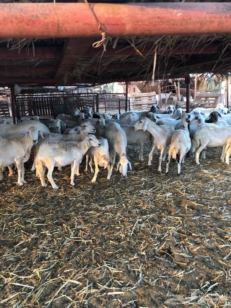 ضان مراح واحد صنف (image 1)