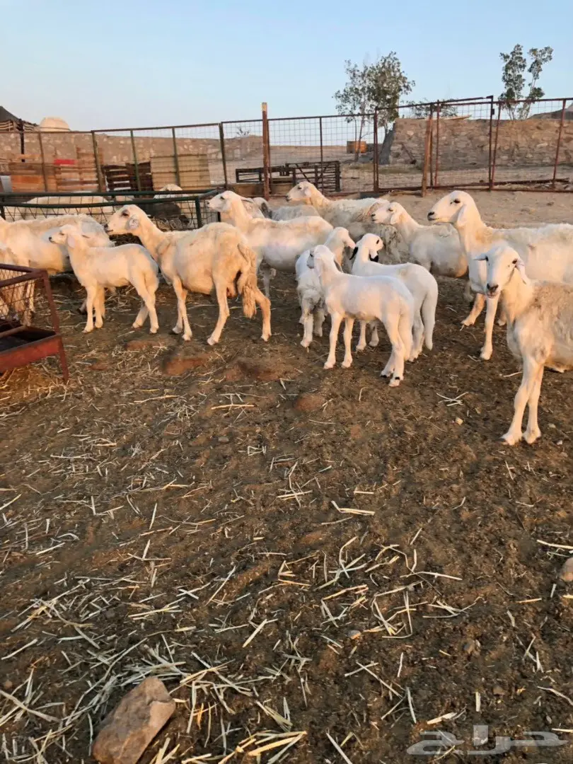 ضان مراح واحد صنف (image 2)