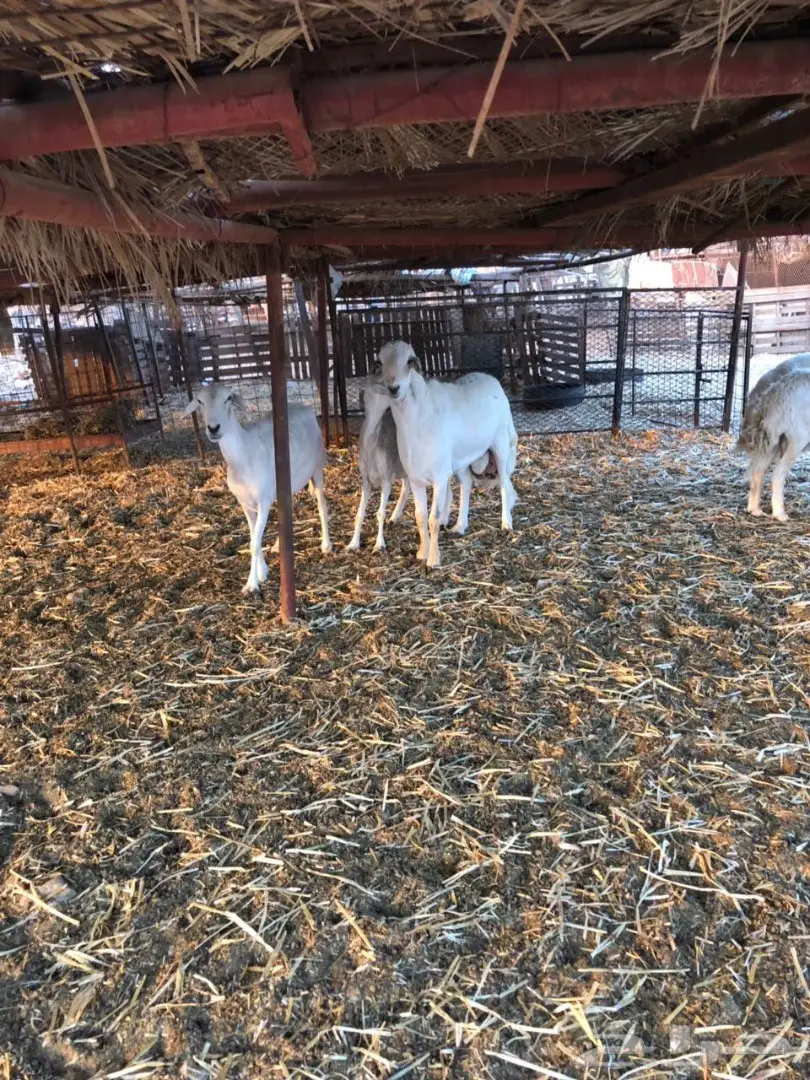 ضان مراح واحد صنف (image 4)